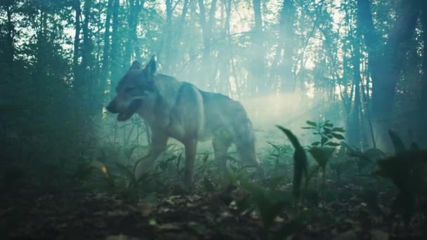 Um lobo cinzento numa floresta misteriosa, olha em volta e corre. — Vídeo de Stock