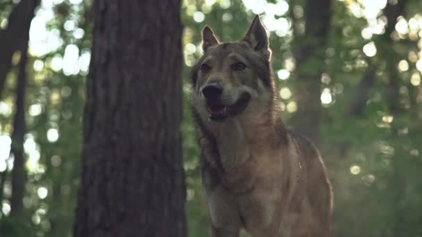 Vídeo en cámara lenta de un lobo peligroso y salvaje. — Vídeos de Stock