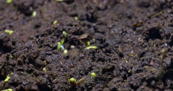 Hermosa foto dinámica de crecimiento de brotes microverdes. Planta de cultivo Time lapse — Vídeos de Stock