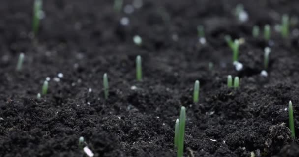 Time lapse growth herbage. — Wideo stockowe