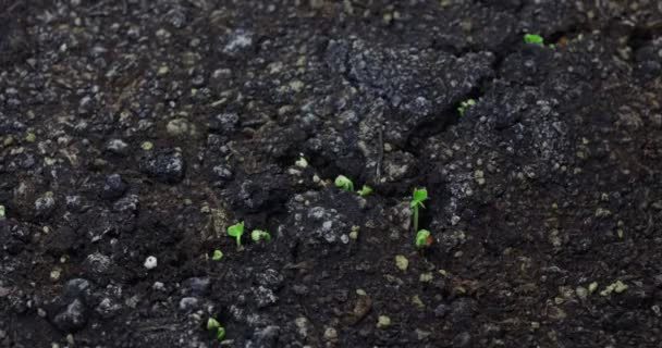 Germination of plants after drought in dry soil. — Stok video