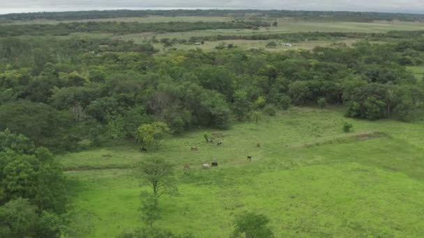 Aerial view cows graze in the fields — Vídeo de stock