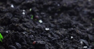 Yerden filizlenen filizlerin zamanı.