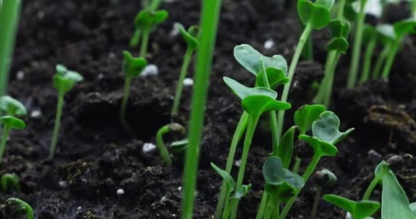 Planta crescimento time-lapse close-up — Vídeo de Stock