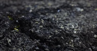 Kuraklıktan sonra zemindeki bir çatlaktan filizlerin hızlı büyümesi