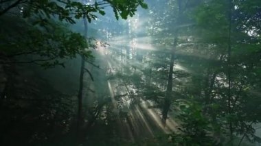Güneş ışınları yaprakların ve sislerin arasından yol alır.