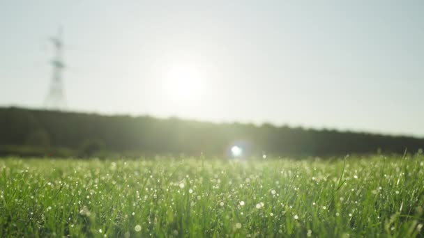 Кінематографічний знімок ранкової роси на зеленій траві з красивим потоком сонця — стокове відео