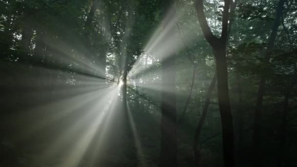 Bosque oscuro en humo o niebla. Hermosa mañana amanecer, primeros rayos — Vídeos de Stock