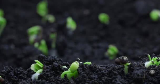 La germination des germes du sol dans un plan dynamique. — Video