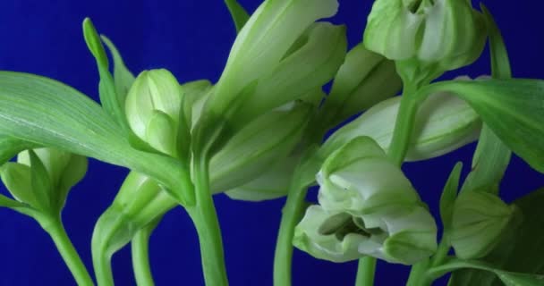 Timelapse de la vida de la flor con croma clave fondo azul — Vídeos de Stock