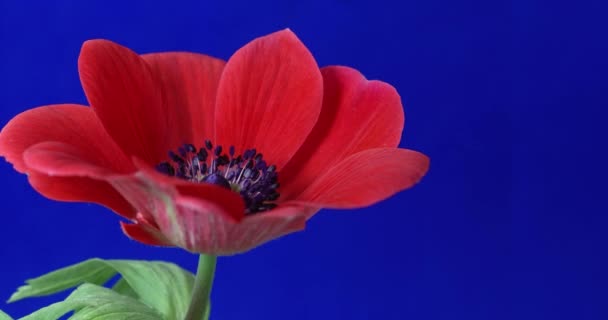 Timelapse de la vida de la flor roja con croma clave fondo azul — Vídeos de Stock