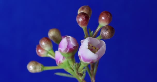 Timelapse de la vida de la flor con croma clave fondo azul. naturaleza fresca primer plano — Vídeos de Stock