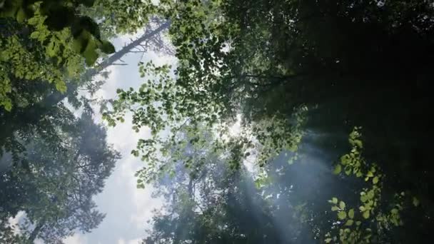 Bella mattina di sole nel bosco. — Video Stock