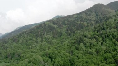 Dağda yetişen kozalaklı orman. 