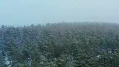 Güzel bir ormanda hava manzaralı kar yağışı. Kış doğası ve manzarası.