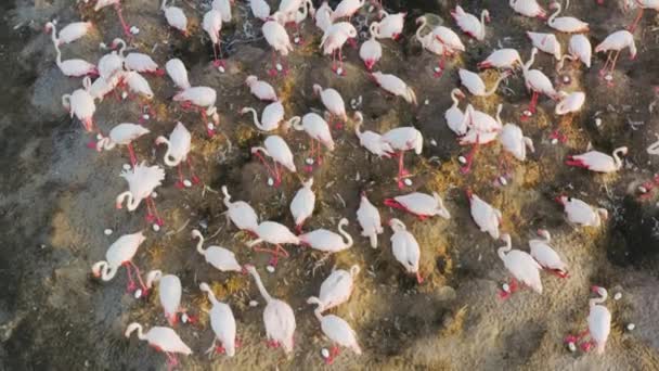 Κηφήνας που πετά πάνω από ροζ πουλιά φλαμίνγκο εκκολάπτοντας αυγά σε ένα νησί — Αρχείο Βίντεο