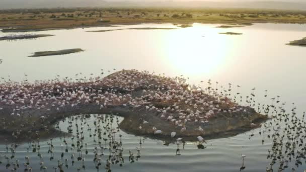 Drone volando sobre una isla parada en un lago con muchas aves flamencas rosadas. — Vídeos de Stock