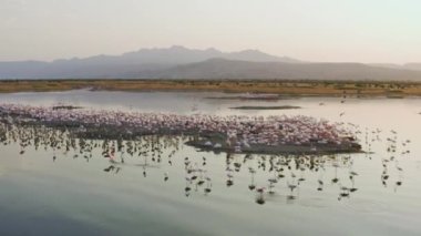 Soda Gölü adalarında yanan flamingoların üzerinde uçan dron. 