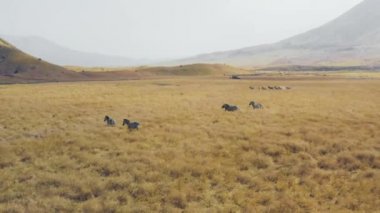 Tanzanya zebrasının hava görüntüsü.