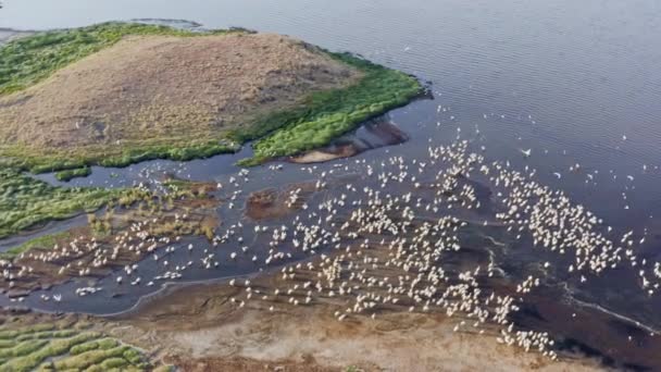 Vista aérea de la vida silvestre de Tanzania. Drone volando sobre pájaros flamencos rosados — Vídeos de Stock