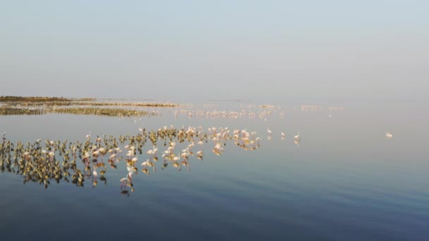 Drone vídeo de flamingos rosa de pé em um lago — Vídeo de Stock