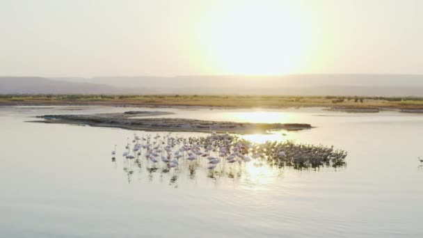Drone video of wildlife de flamingos on an island in a lake at sunset — ストック動画