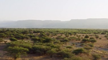 Tanzanya havadan görünüyor. Yeşil ağaçların üzerinde uçan güzel bir dron 