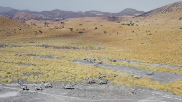 Drone vidéo d'un groupe de zèbres fonctionnant sur une savane jaune — Video