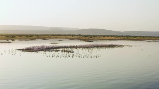 Drone video de flamencos rosados de pie en un lago — Vídeos de Stock