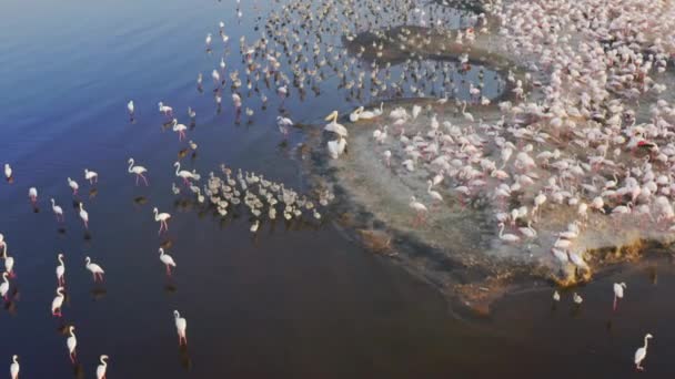 Αεροφωτογραφία της άγριας ζωής της Τανζανίας. Κηφήνας που πετά πάνω από ροζ φλαμίνγκο — Αρχείο Βίντεο