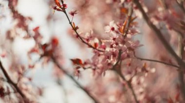 İlkbaharda doğa, çiçek açan ağaçlar. Güneşin açtığı güzel çiçekler.