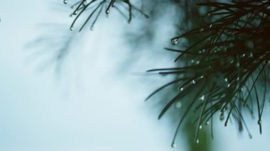 Çam dallarına damla damlatan valinin ardından doğanın durumu.