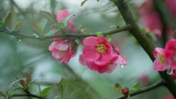 Abstract video background of pink flowers on a spring tree. — Vídeos de Stock