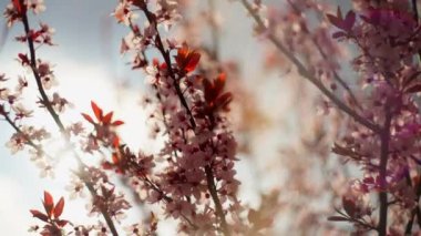 Güneşin altında kiraz çiçeklerinin güzel bir arka plan videosu