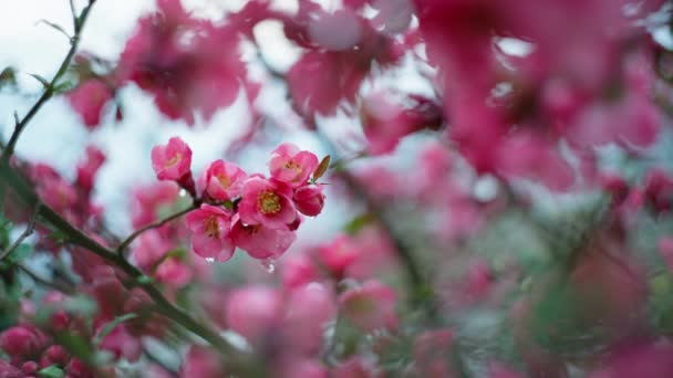 Rózsaszín virág a fákon a tavaszi eső után. — Stock videók
