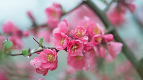 Flores de primavera en los árboles. Color rosa cuando la naturaleza cobra vida. — Vídeo de stock
