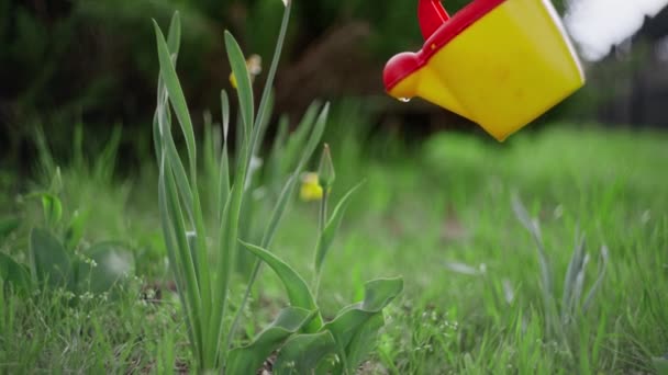 꽃 정원에서 물을 수 급수. — 비디오