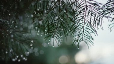 Şırıngaların üzerine su damlatarak yağmur üstüne çam dalı. 