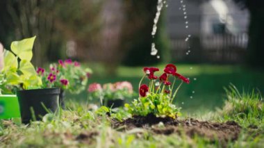 Çiçekleri sulandırmak için yakın plan. Su damlaları bahçedeki yapraklara ve yapraklara düşer. Güzel doğa ve yeryüzü günü..