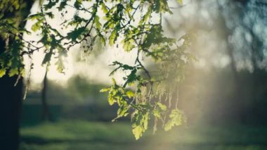 Günbatımında yaprakları olan bir dalın arka plan görüntüsü. Ormanın güzel doğası.