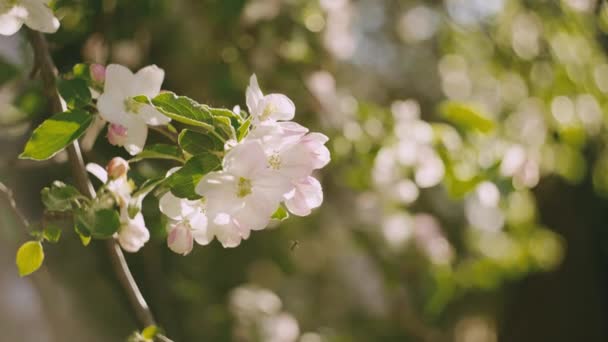 Ιστορικό Τοπίο Βίντεο Της Άνοιξης Μπουμπούκια Και Λουλούδια Μήλου Ακτίνες — Αρχείο Βίντεο