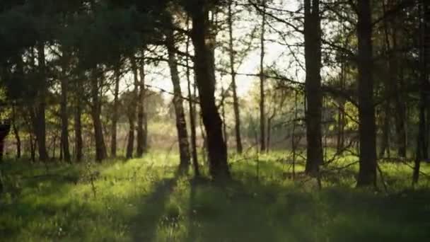 Молодая Женщина Бегущая Лесу Рассвете Объектив Вспыхивает Замедленной Съемкой Женщина — стоковое видео