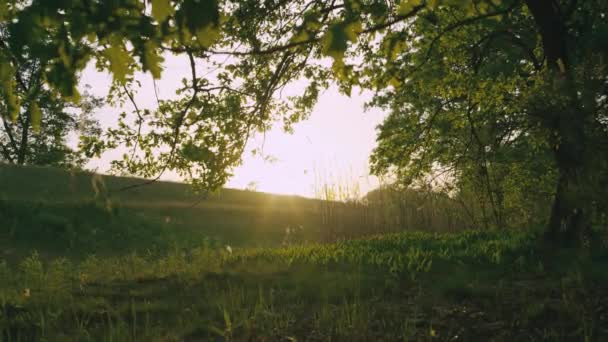 Lifestyle Video Eines Halbwüchsigen Jungen Der Bei Sonnenuntergang Wald Fahrrad — Stockvideo