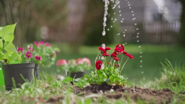 Långsam Rörelse Video Vattning Blommor Trädgården Med Vatten Kvinna Tar — Stockvideo