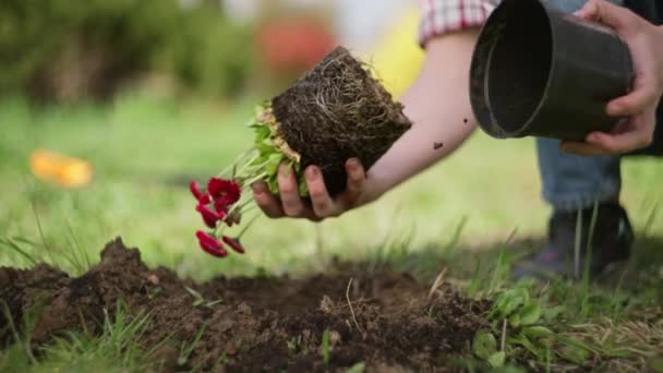 소녀는 정원의 피운다 생태와 여성은 식물을 합니다 땅에서 일하는 — 비디오