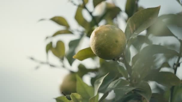 정원에 나뭇가지를 흔들고 장면이 비디오입니다 아름다운 건강에 음식의 레몬은 집에서 — 비디오