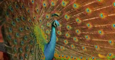 Tavuskuşu çerçevede hareket ediyor. Çok güzel renkli bir tavus kuşu vahşi doğada büyük renkli kuyruğunu ortaya çıkardı..