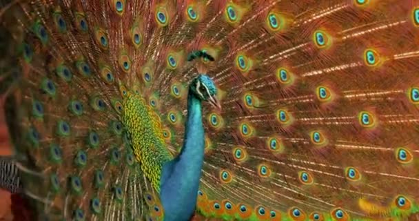 Uccello Pavone Movimento Nella Cornice Bellissimo Pavone Colorato Che Rivelato — Video Stock