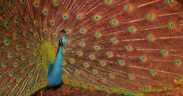 Peacock Vogel Beweegt Het Frame Een Prachtige Gekleurde Pauw Die — Stockvideo