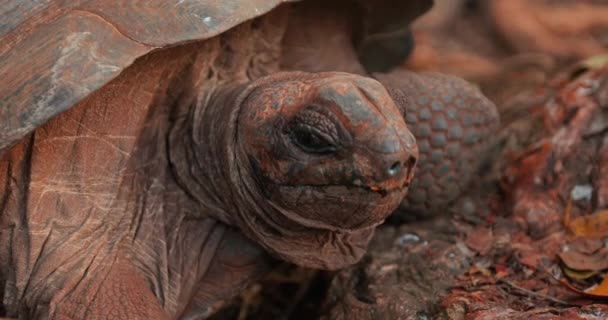 Close Large Freshwater Seychelles Tortoise Very Old Moves Its Head — Stock Video